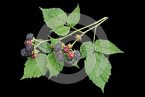 Black raspberries (Rubus occidentalis) on a black background