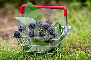 Black raspberry cumberland and green leaves in a metal basket, raspberries for sale