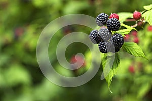 Black raspberry Rubus occidentalis grows in the garden, green unripe and ripe healthy berries, background