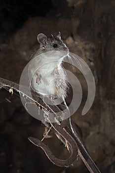 Black rat or field rat Portrait in an old haystack, Rattus rattu