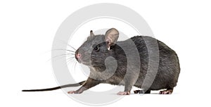 Black rat, Rattus rattus, in front of white background