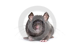 Black rat, Rattus rattus, in front of white background