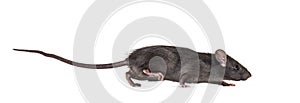 Black rat, Rattus rattus, in front of white background