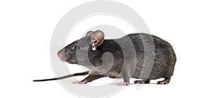 Black rat, Rattus rattus, in front of white background