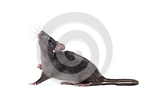 Black rat, Rattus rattus, in front of white background