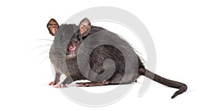 Black rat, Rattus rattus, in front of white background