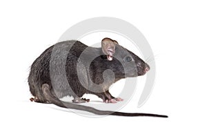 Black rat, Rattus rattus, in front of white background