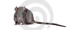 Black rat, Rattus rattus, sitting in front of white background