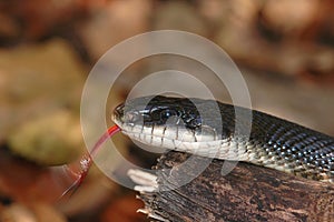 Black Rat Snake
