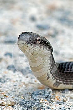 Black Rat Snake