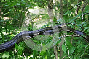 Black rat snake