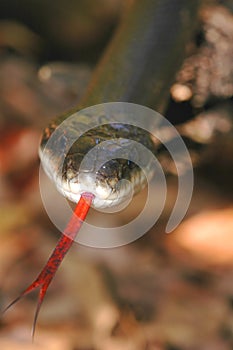 Black Rat Snake