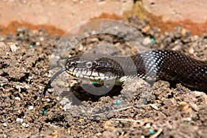 Black rat snake