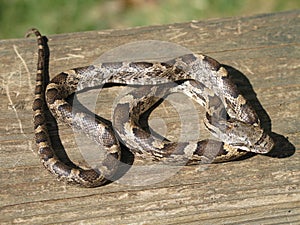 Black Rat Snake