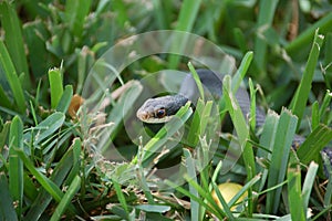 Black Rat Snake