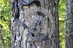 Black Rat Snake climbing tree