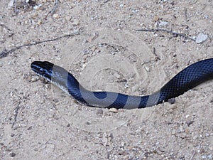 Black rat snake close up