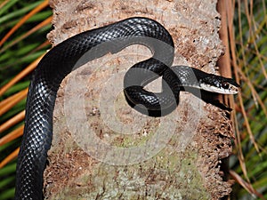 Black rat snake - Elaphe obsoleta