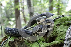 Black Rat Snake forked tongue in forest jungle