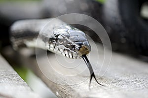 Black Rat Snake forked tongue photo