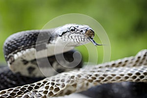 Black Rat Snake forked tongue shedding skin