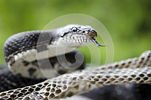 Black Rat Snake forked tongue shedding skin photo