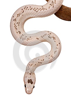 Black Rat Snake hanging from branch
