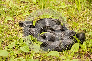 Black Rat Snake