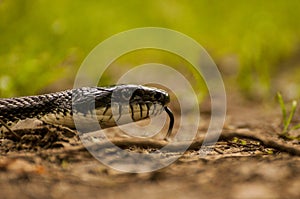 Black Rat Snake