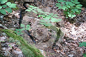 Black rat snake moving over fallen leaves and rocks in shady woodlands