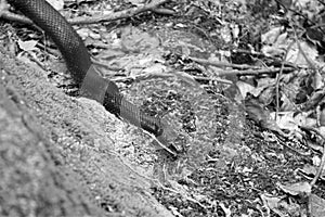 Black rat snake moving over fallen leaves and rocks in shady woodlands