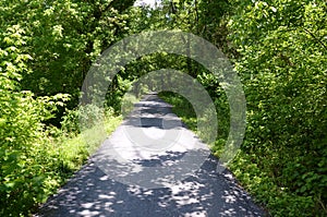 Black rat snake on path in forest or woods