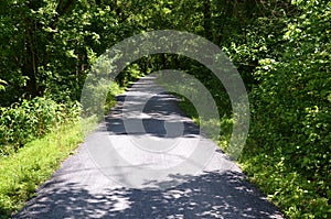 Black rat snake on path in forest or woods
