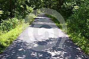 Black rat snake on path in forest or woods