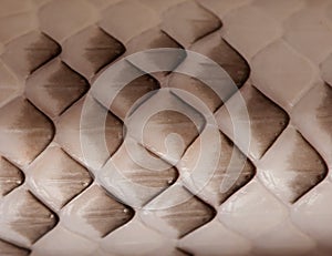 Black Rat Snake scales
