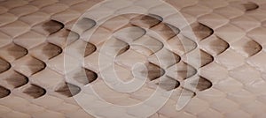 Black Rat Snake scales