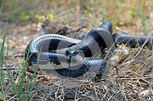 Black Rat Snake slithering in grass
