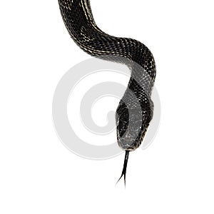 Black rat snake on white background