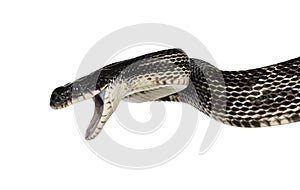 Black rat snake on white background