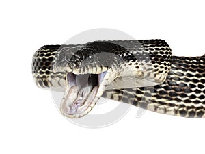 Black rat snake on white background