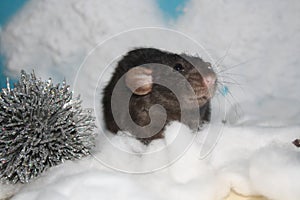 Black rat snow