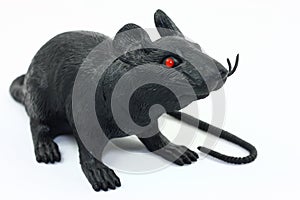 Black Rat On White