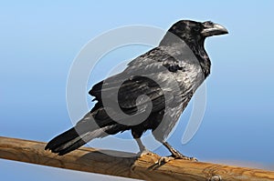 Nero corvo 