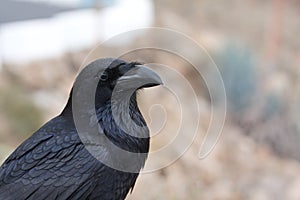 Black raven photo