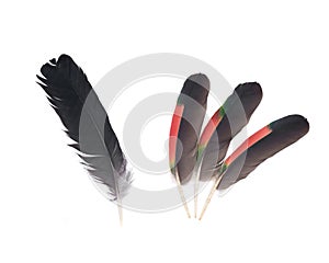 Black raven and amazon parrot feathers
