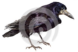 Black Raven Bird