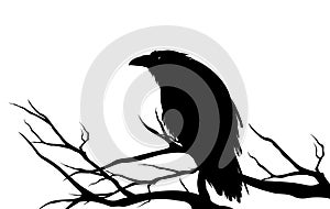 Black raven bird on a bare tree vector silhouette