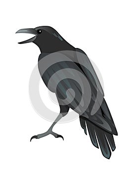 Black raven bird cartoon crow design flat vector animal illustration isolated on white background