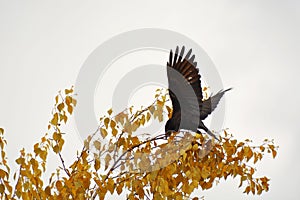 Black Raven. The bird flies up from the bush. Autumn bush with yellow foliage