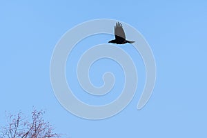 Black Raven bird in flight